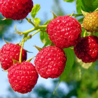 Малина МЕТЕОР в Калинковичах