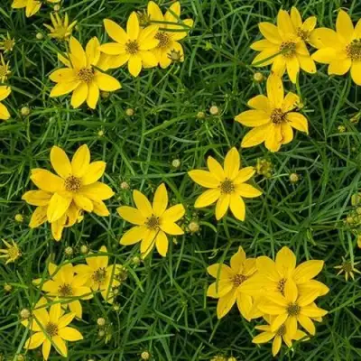 Кореопсис мутовчатый в Калинковичах