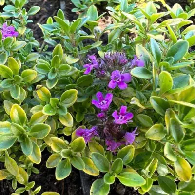 Тимьян АРЧЕРЗ ГОЛД в Калинковичах