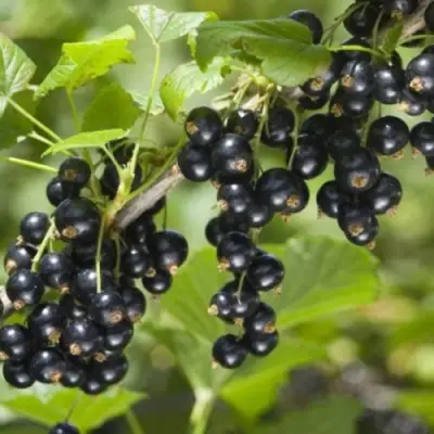 Смородина черная БЕН КОНАН в Калинковичах