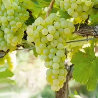 Виноград КИШМИШ МУСКАТНЫЙ в Калинковичах