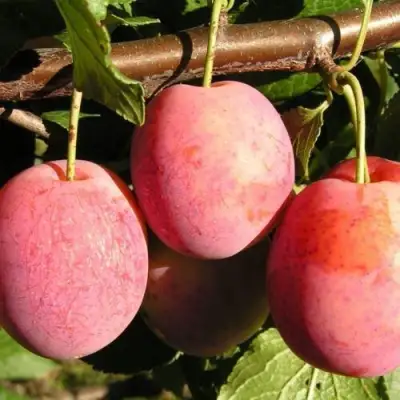 Слива ВИКТОРИЯ в Калинковичах