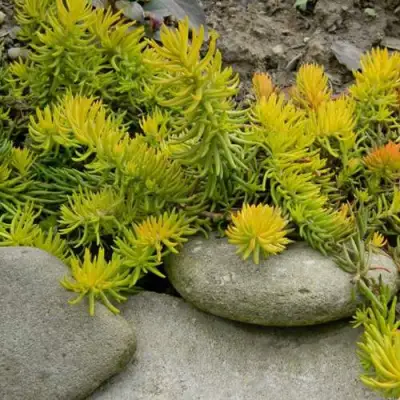 Очиток (седум) АНГЕЛИНА оттогнутый в Калинковичах