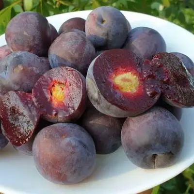 Сливово-вишневый гибрид МЕЙНОР в Калинковичах