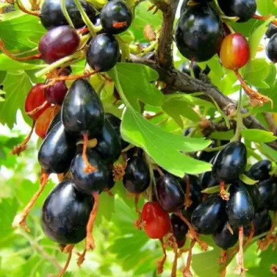 Смородина золотистая БОКАЛИНСКАЯ в Калинковичах