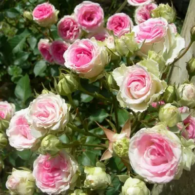 Роза МИМИ ЭДЕН спрей в Калинковичах