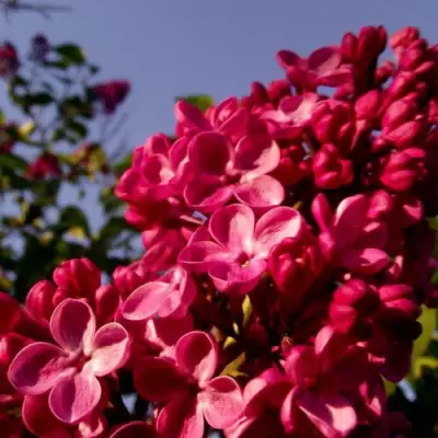 Сирень КРАСНАЯ МОСКВА в Калинковичах