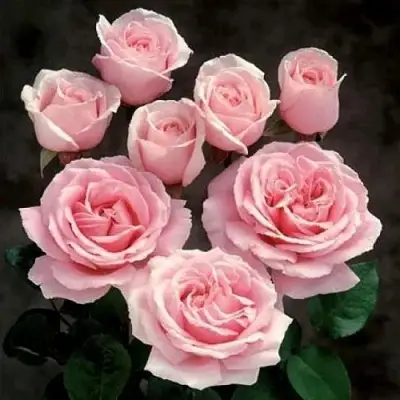 Роза ФРЕДЕРИК МИСТРАЛЬ чайно-гибридная в Калинковичах