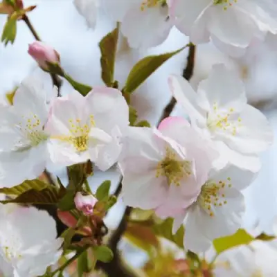 Вишня ОКАМЕ в Калинковичах