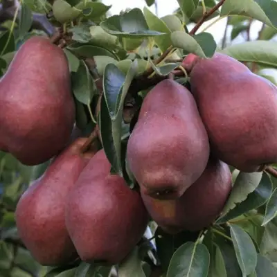 Груша РЕД ВИЛЬЯМС в Калинковичах