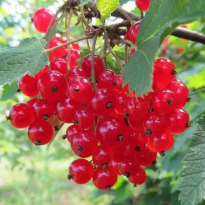 Смородина красная КРАСНАЯ АНДРЕЙЧЕНКО в Калинковичах