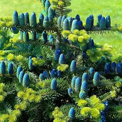 Пихта корейская  в Калинковичах