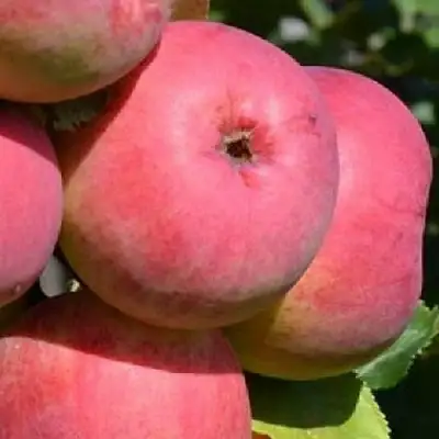 Яблоня ВЭМ-РОЗОВЫЙ в Калинковичах