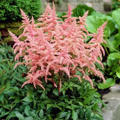 Астильба БРЕССИНГЕМ БЬЮТИ Арендса в Калинковичах