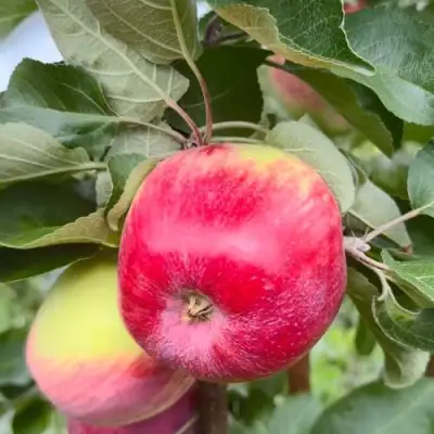 Яблоня АРБАТ колонновидная в Калинковичах