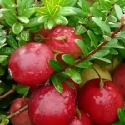 Клюква ХОЛЬШТАЙН в Калинковичах