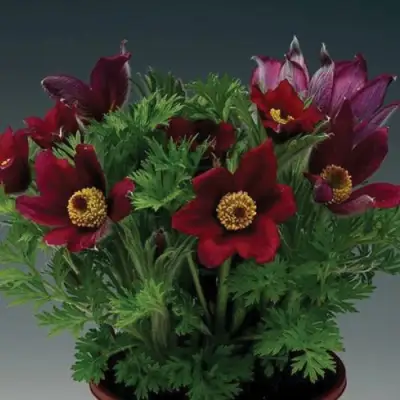 Прострел ПИНВИЛ РЕД ШЕЙДЕС в Калинковичах