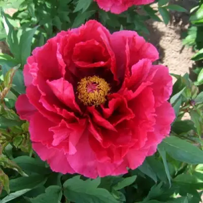 Пион КРАСНЫЙ ГИГАНТ древовидный в Калинковичах