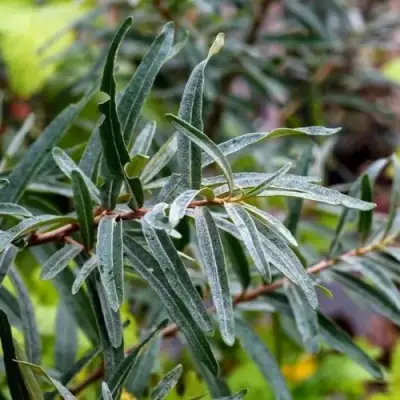 Облепиха АДАМ (МУЖСКАЯ) в Калинковичах