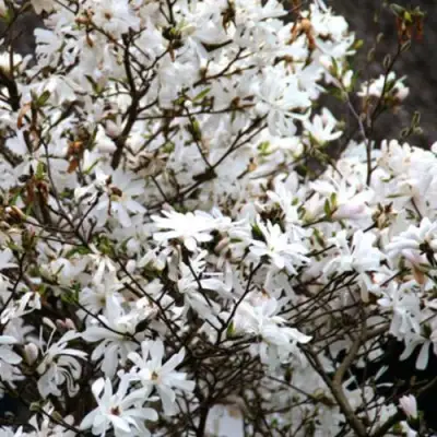 Магнолия СТЕЛЛАТА в Калинковичах