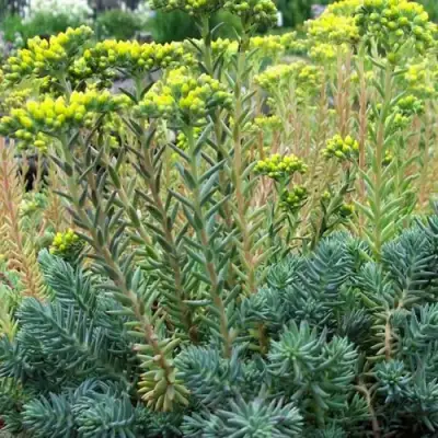 Очиток (седум) отогнутый в Калинковичах