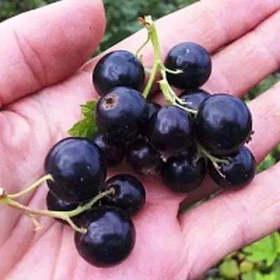 Смородина чёрная ГЕРКУЛЕС в Калинковичах