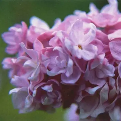 Сирень КАТЕРИНА ХАВЕМЕЙЕР в Калинковичах