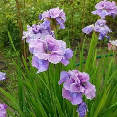 Ирис ХЭВИНГ ФАН сибирский в Калинковичах