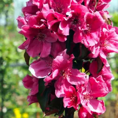 Яблоня МАЛИНОВОЕ ОЖЕРЕЛЬЕ колонновидная в Калинковичах