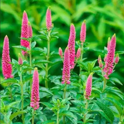 Вероника РОНИКА ФУКСИЯ в Калинковичах