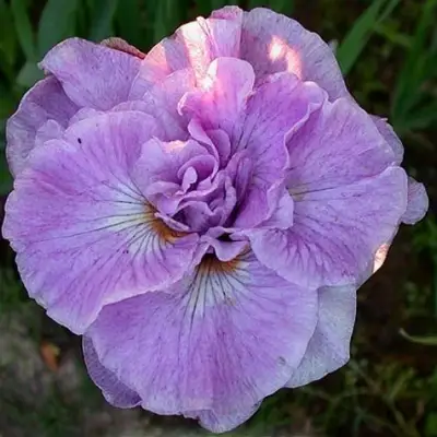 Ирис ИМПЕРИАЛ ОПАЛ сибирский в Калинковичах