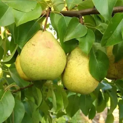 Груша ВЕЛИКАЯ ЛЕТНЯЯ (БОЛЬШАЯ ЛЕТНЯЯ) в Калинковичах