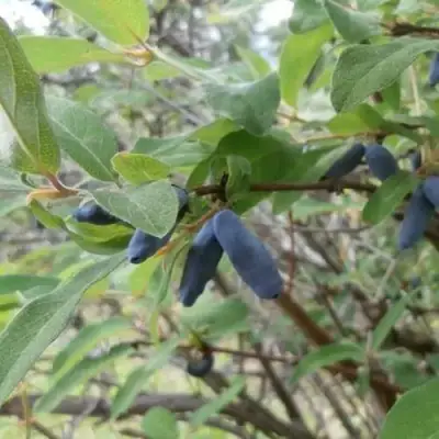 Жимолость съедобная ПУШКИНСКАЯ в Калинковичах