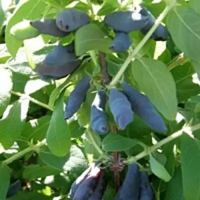 Жимолость съедобная НИМФА (ГАММА) в Калинковичах