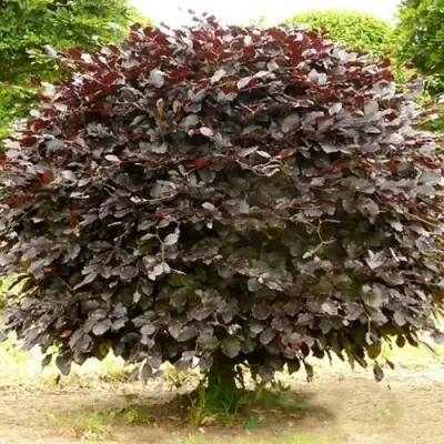 Бук лесной АТРОПУНИЦЕА в Калинковичах