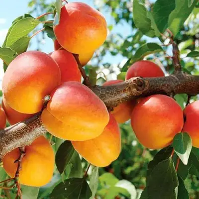 Абрикос ТРИУМФ СЕВЕРНЫЙ в Калинковичах