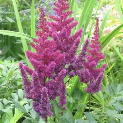 Астильба КАРАОКЕ ПАРТИ китайская в Калинковичах