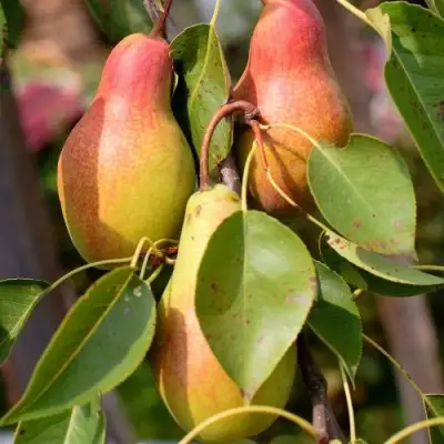 Груша РУССКАЯ КРАСАВИЦА (КРАСАВИЦА ЧЕРНЕНКО) в Калинковичах