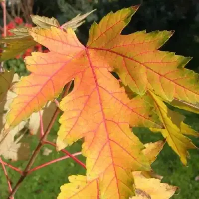 Клен серебристый в Калинковичах