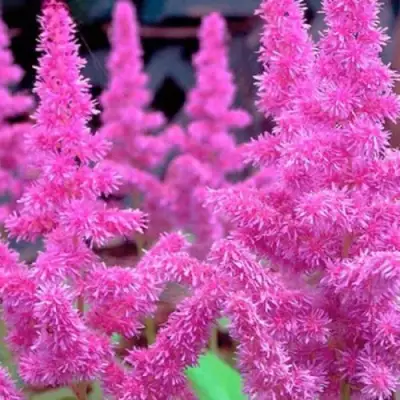 Астильба АМЕТИСТ Арендса в Калинковичах