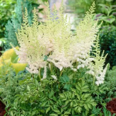 Астильба МИЛК ЭНД ХАНИ китайская в Калинковичах