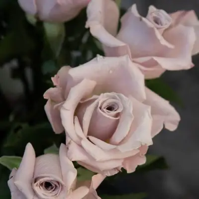 Роза МЕНТА чайно-гибридная в Калинковичах