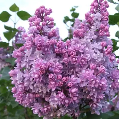 Сирень КОЛХОЗНИЦА в Калинковичах