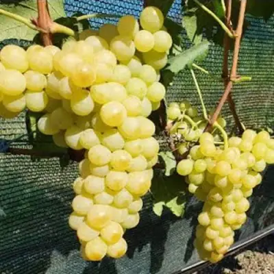 Виноград КИШМИШ ЗОЛОТЦЕ в Калинковичах