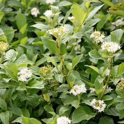 Дерен ФЛАВИРАМЕА отпрысковый в Калинковичах