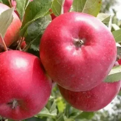 Яблоня ПОСПЕХ в Калинковичах