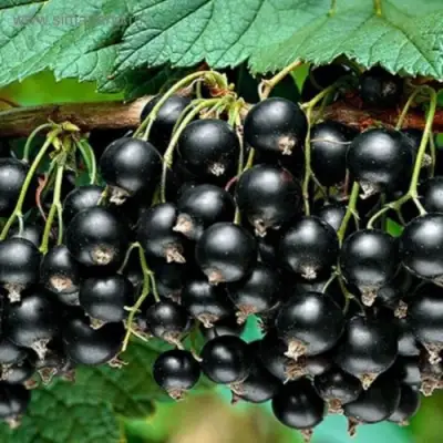 Смородина черная БЕН КОНАН в Калинковичах