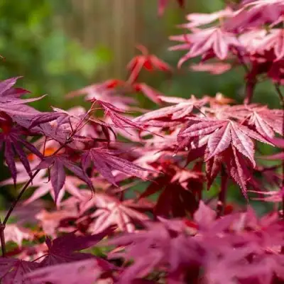 Клен дланевидный АТРОПУРПУРЕУМ в Калинковичах