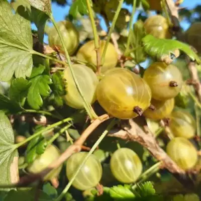 Крыжовник БЕЛОРУCСКИЙ САХАРНЫЙ 2 в Калинковичах