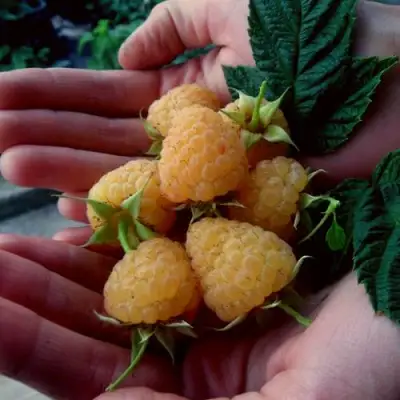 Малина ЗЮГАНА ЗОЛОТАЯ в Калинковичах